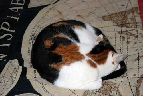 DSC_0812 Trillian the cat